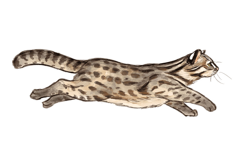 We hope Tsushima Leopard Cat fine.and