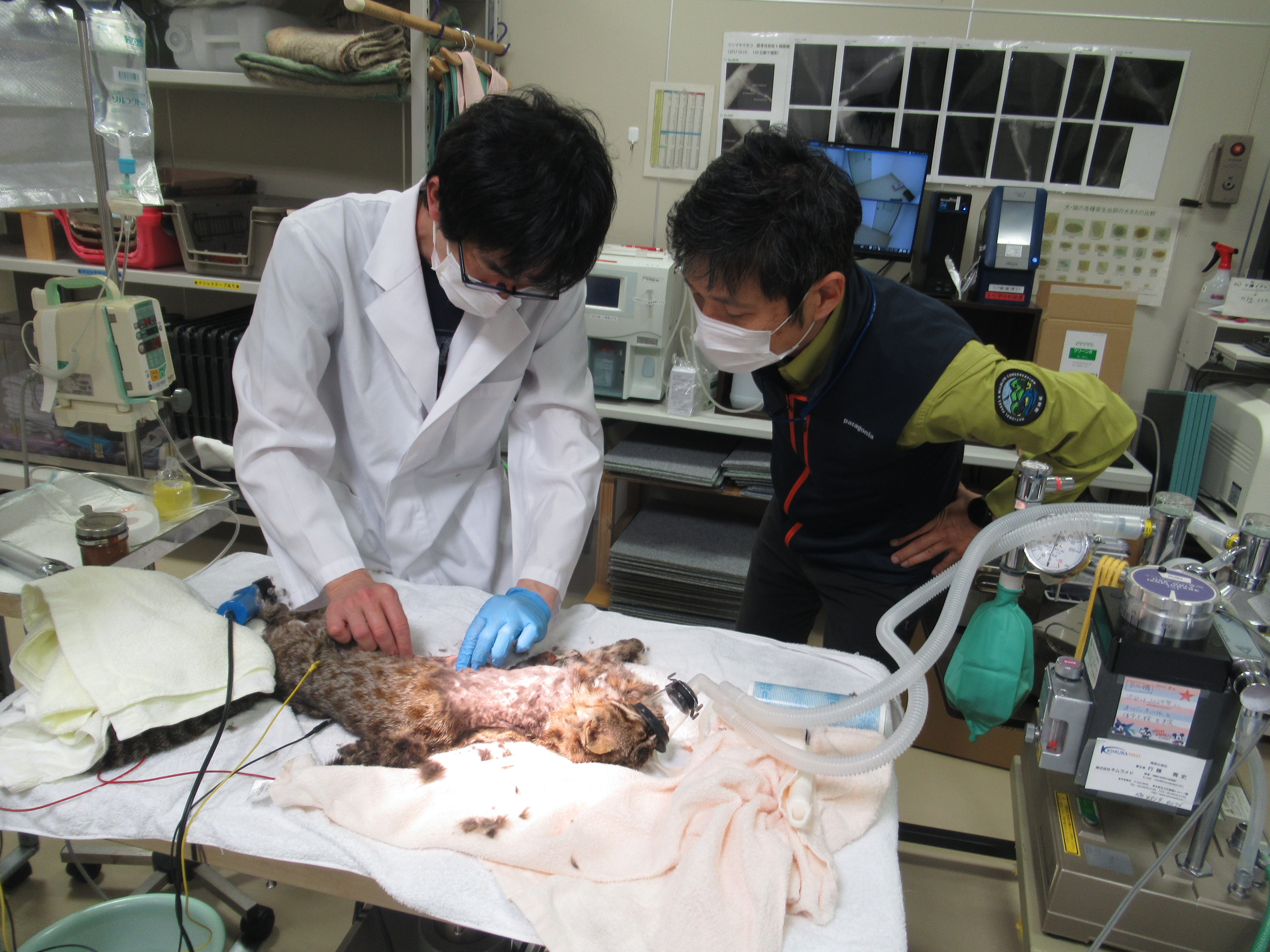 保護されたヤマネコにカラーを付け3人の職員が診療・治療を行っている様子の写真