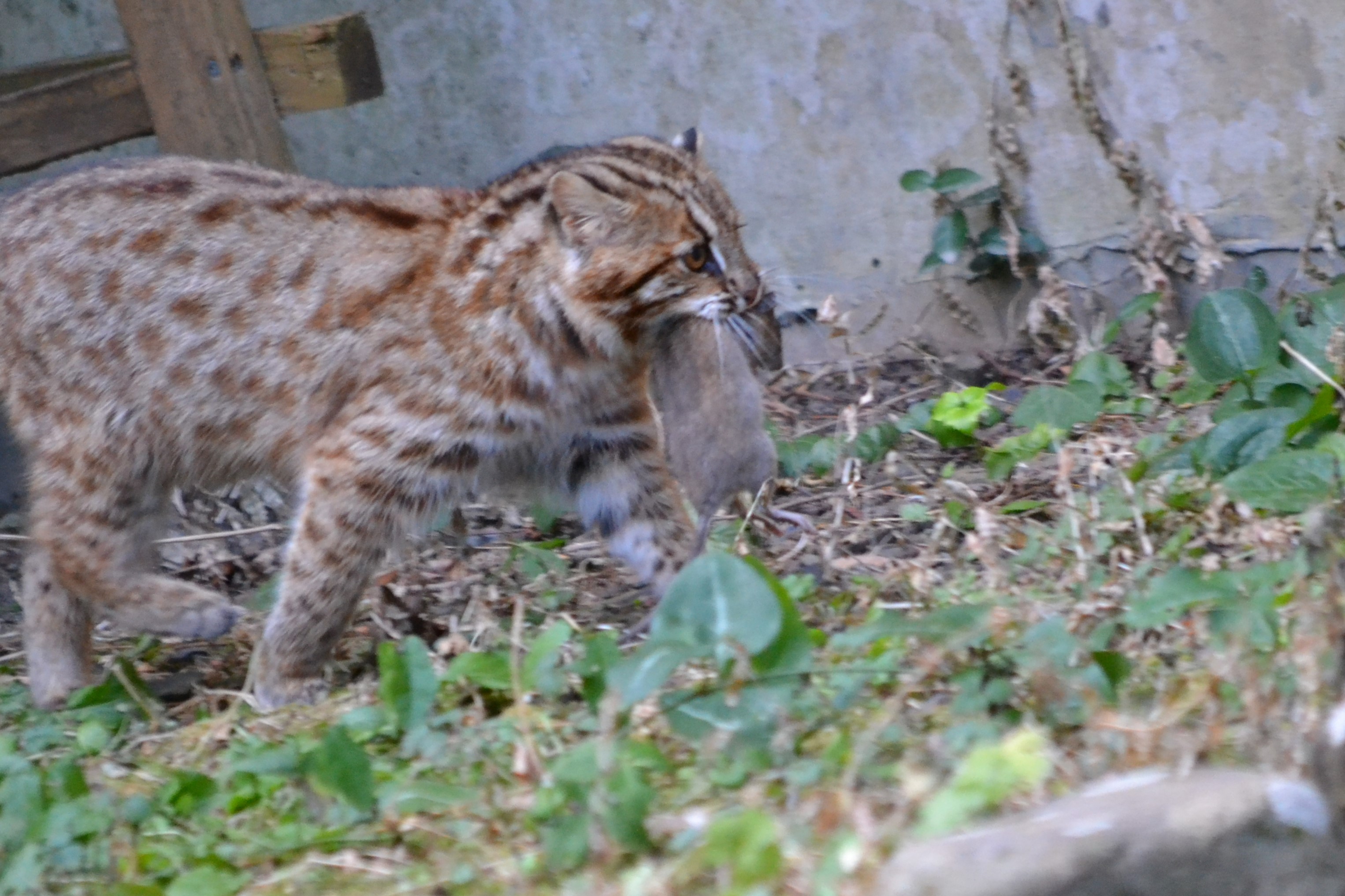 飼育下でくつろぐヤマネコの様子の写真。野生復帰出来るかどうか状態をみて判断します