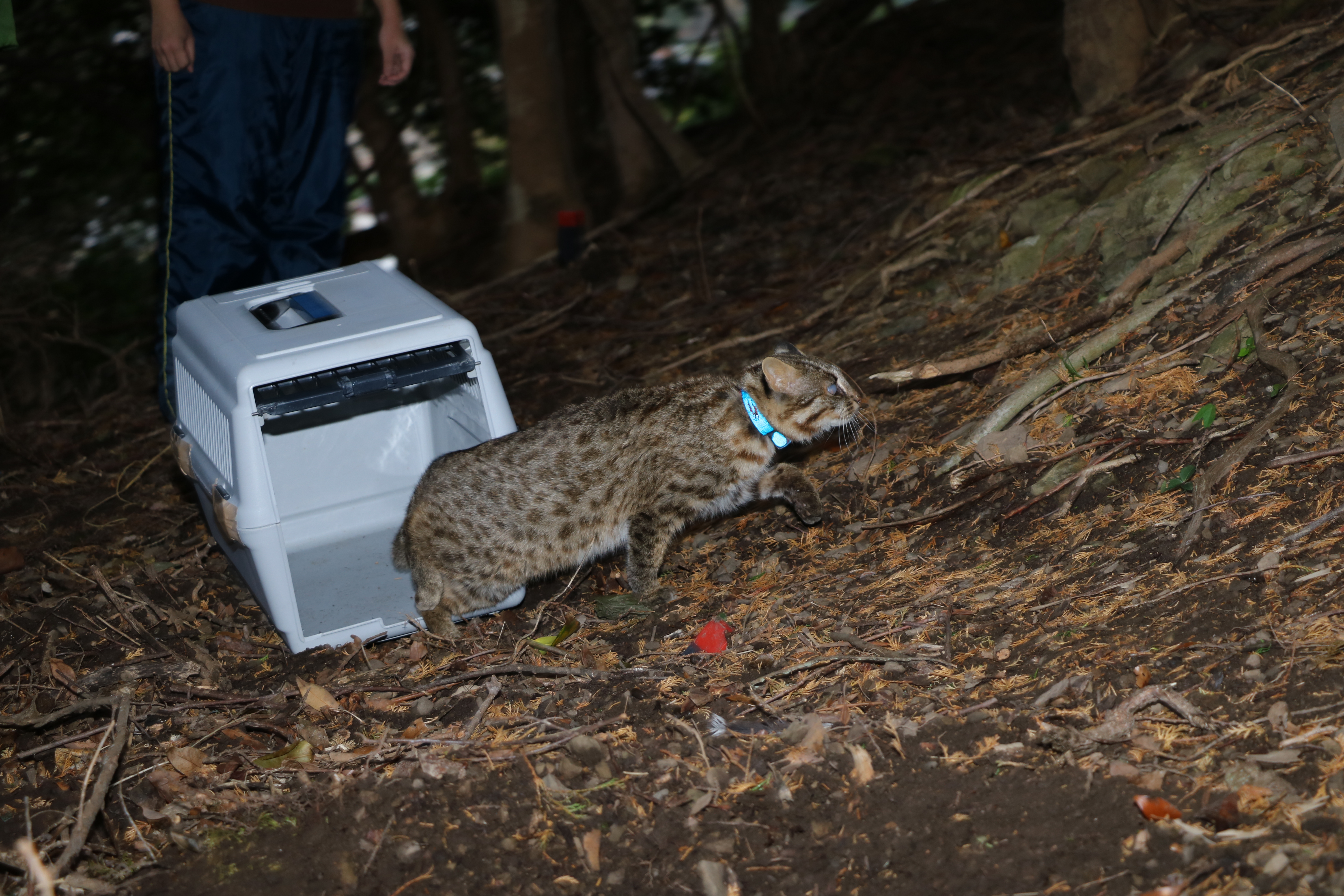 職員たちに囲まれ、ケージから放獣される様子の写真