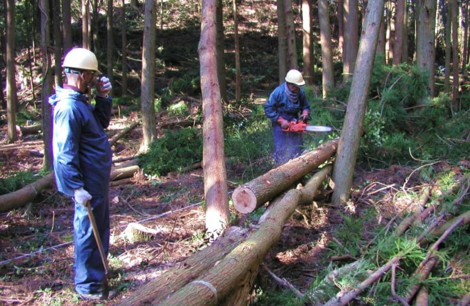 木の伐採をしている様子の写真。2人の男性が木をチェンソーで切り、ヤマネコの生息環境の保全・改善の活動を行っています