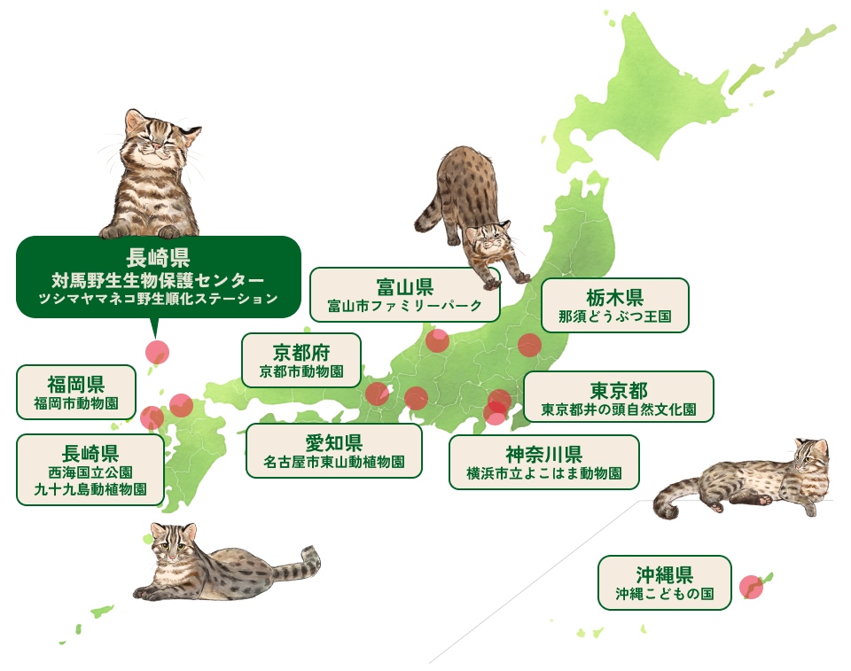 ツシマヤマネコを飼育している動物園は栃木県の那須どうぶつ王国、東京都井の頭自然文化園、神奈川県横浜市立よこはま動物園、富山県富山市ファミリーパーク、愛知県名古屋市東山動植物園、京都府京都市動物園、福岡県福岡市動物園、長崎県西海国立公園九十九島動植物園、沖縄県沖縄こどもの国の9園館です